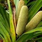 Freycinetia arborea Blad