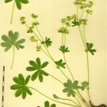 Alchemilla glacialis Άλλα