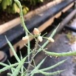Brassica rapa Blomst