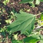 Chenopodium quinoa Лист