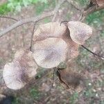 Pterocarpus rohrii Fruit