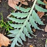 Cynara cardunculus পাতা