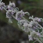 Marrubium supinum Fula
