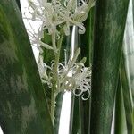 Sansevieria metallica Flower