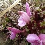 Pedicularis sylvatica 花