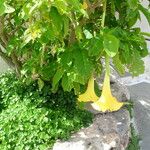 Brugmansia arborea Λουλούδι