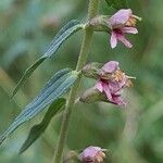 Odontites vernus Flower