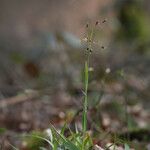 Luzula pilosa Habit