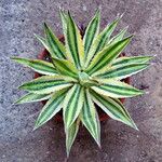 Agave lophantha Характер