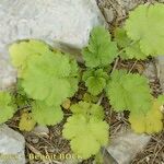 Geum heterocarpum Habit