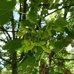 Acer platanoides Ovoce