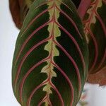 Maranta leuconeuraLeht