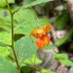 Impatiens capensisΛουλούδι