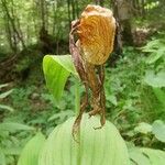 Cypripedium calceolus ফুল