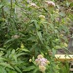 Eupatorium cannabinumFlower