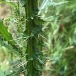 Cirsium palustre Bark