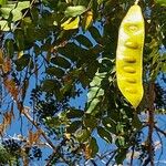 Albizia lebbeck फल