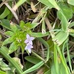 Sherardia arvensis Feuille