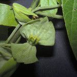 Dalechampia tiliifolia Fruit