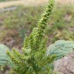 Amaranthus retroflexusLeaf