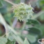 Medicago rigidula Flower