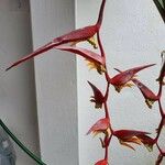 Heliconia collinsiana Fleur