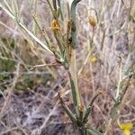 Lactuca viminea പുറംതൊലി