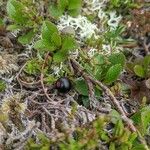 Arctous alpina Fruto