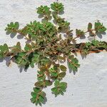Euphorbia thymifolia Hábito
