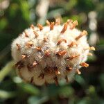 Trifolium fragiferum Meyve
