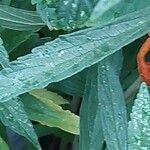 Leonotis leonurus Blatt