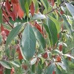 Cornus capitata Folha