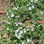 Polemonium pulcherrimum Ліст