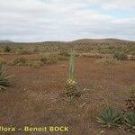 Agave fourcroydes Hábito