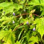 Campanula divaricataFlor