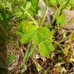 Alchemilla filicaulis ഇല