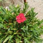 Dianthus caryophyllusÕis