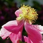 Paeonia mascula Blüte