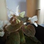 Begonia cucullata Kvet