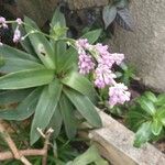 Callisia warszewicziana Flower