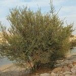 Acacia ehrenbergiana Агульны выгляд