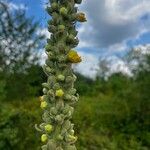 Verbascum densiflorumFlor