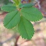 Rosa virginiana Hoja