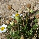 Anthemis maritima Ostatní