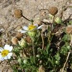 Anthemis maritima Drugo