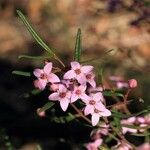 Boronia ledifolia Flower