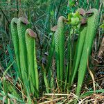 Sarracenia minor आदत