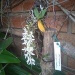 Aerangis biloba Flower