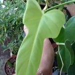 Philodendron bipennifolium Blatt