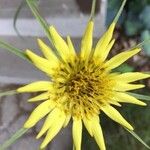 Tragopogon dubiusFlors